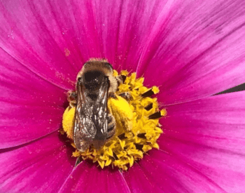 An extreme close-up of a bee at the yellow center of a purple cosmos.
