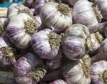 More than a dozen heads of garlic are shown bundled together.