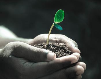 Hands cupped, holding soil with a plant seedling