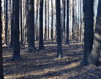 A forest of tree trunks in an area burned by fire.