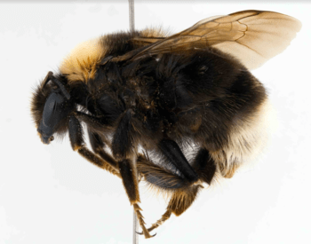 A side view of a western bumble bee specimen.