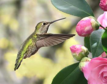 Annas hummingbird next to flowers
