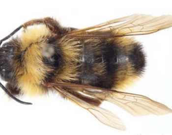 An overhead view of a Suckley's cuckoo bumble bee.