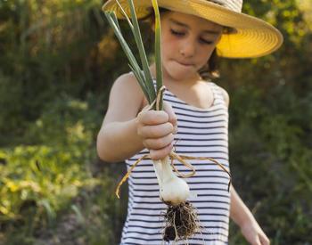 Child harvesting onion