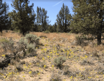 The yellow flowers of Oregon sunshine dot a dry, brown landscape.
