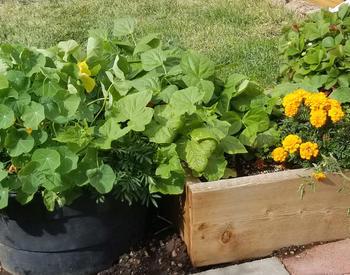 Vegetables and flowers growing in the Warm Springs garden box.