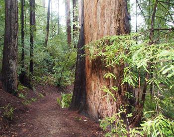 Redwood trees like this one in Curry County are being planted more frequently in western Oregon.