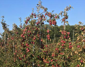 OSU Extension's experimental apple cider orchard occupies three acres at the North Willamette Research and Extension Center in Aurora.