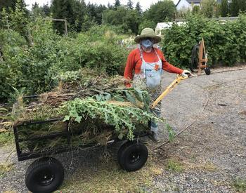 Gardener wearing overalls and facemask hauling a wheelbarrow full of weeds in large garden