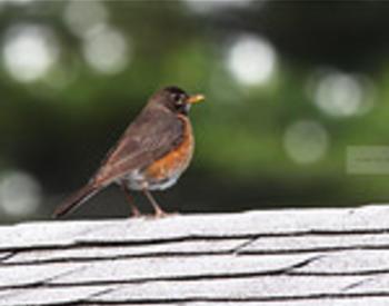 robin standing on rooftop