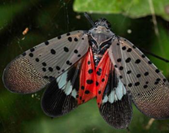 small black dots on gray wings with red with black spots and black with white strips on back of fly