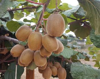 A cluster of kiwifruit growing on a vine.
