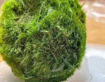 A round spoungy green ball, resembling moss sits on a tray. Next to it are tiny D-shaped zebra mussels that were found in the ball.