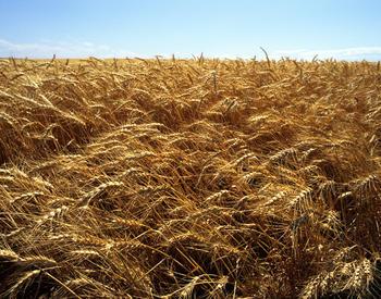 Wheat - ready to harvest