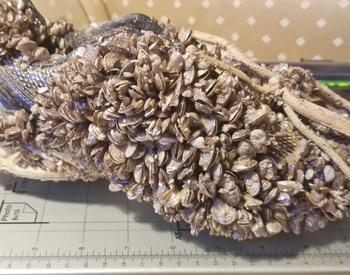 A gym shoe is covered in a dense growth of zebra mussels.