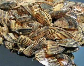 A cluster of zebra mussels. They have D-shaped shells with tan and black stripes.
