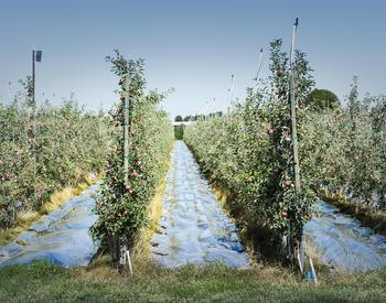 Shiny film between rows of trellis apples reflects light onto maturing fruit to enhance color at Davis Orchards in Milton-Freewater, Oregon.