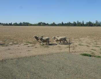 Sheep grazing in a dry field