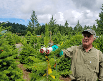 A man uses the double rollers of an EasyRoller to apply plant growth regulator to a Christmas tree leader.