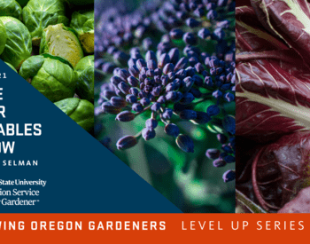 Brussel sprouts, purple flowering broccoli, radicchio in promotional flyer