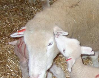 Baby lamb with mother
