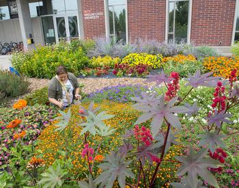 Gail Langellotto, OSU Extension Master Gardener Statewide Coordinator, collecting pollinators in a campus flower garden using an insect aspirator.