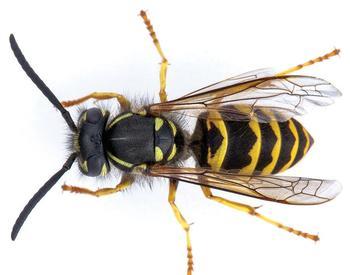 Top view of a yellowjacket.