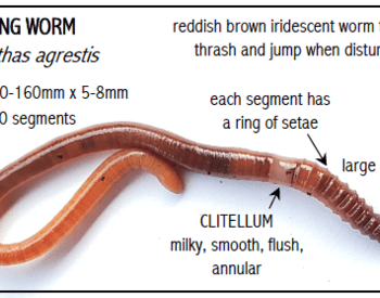 Jumping Worm Amynthas agrestis. Size: 70-160mmx5-8mm. 63-100 segments, reddish brown iridescent worm that will thrash and jump when disturbed. Each segment has a ring of setae, large distinct mouth. Clitellum is milky, smooth, flush, annular.