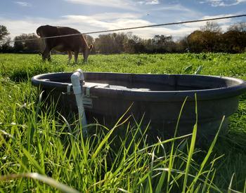 A dairy heifer grazes in a pasture with a water trough in the foreground.