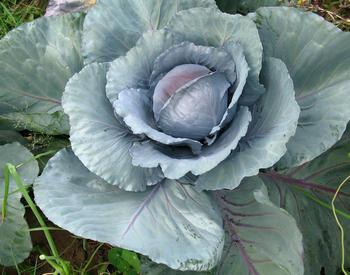 cabbage that has formed a head