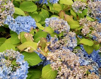 blue hydrangea blooms burned and brown