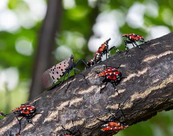 An adult latternfly (center) surrounded by juveniles, which are known as nymphs.