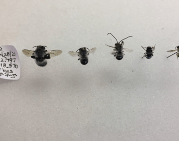 A display of five bees collected from golden currant shrubs along with a descriptive tag.