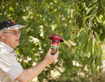 man looking at insect trap on tree