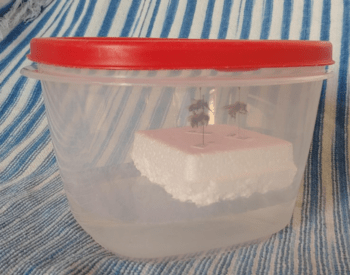 Three bee specimens are pinned to a piece of Styrofoam inside a sealed plastic container with about an inch of water on the bottom.