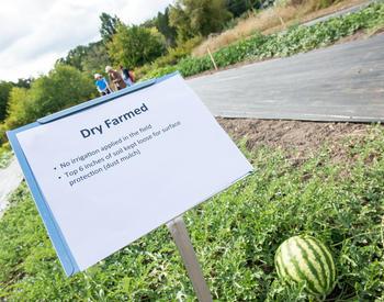 The OSU Extension dry farming program grows watermelons on its demonstration plots at the OSU Oak Creek Center for Urban Horticulture.