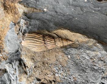 shell fossil on rock