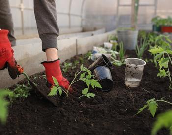 Person wearing red gardening gloves planting tomato transplants with a trowel into a wood framed raised bed.