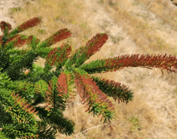 Close-up of a Nordmann fir branch shows needles turned brown by heat.