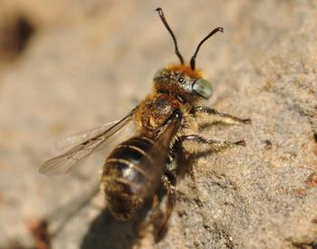 A closeup view of the small stonecrop mason bee.