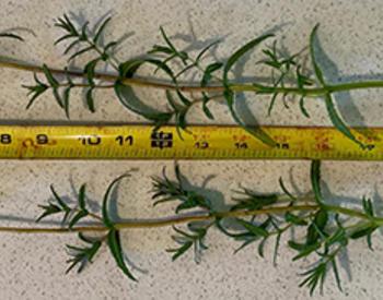 measuring tape alongside weeds