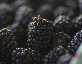 Blackberries picked from test plots at Oregon State University's North Willamette Research and Extension Center, Aurora, Oregon.