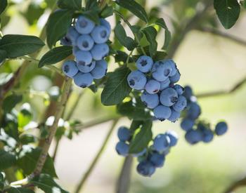 Ripening blueberries in the research plots at the  OSU North Willamette Research and Extension Center in Aurora, Oregon.