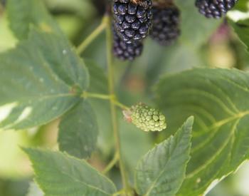 Ripening blackberries at the OSU North Willamette Research and Extension Center in Aurora, Oregon.
