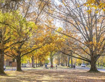 Oregon State University, Corvallis Campus. Leaves changing colors in Autumn.