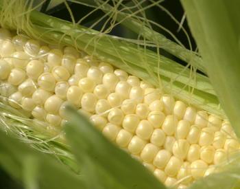 Closeup of nearly ripe sweet corn at the OSU vegetable farm near Corvallis, Oregon.