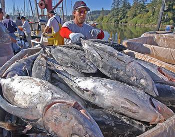 Off-loading frozen albacore tuna in Ilwaco, Washington