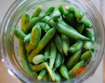 Pickling green beans. Green beans in an open jar.