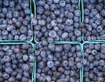 Oregon grown blueberries on display at the Corvallis farmers' market.