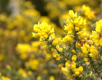 Gorse, a weed introduced from Europe to Oregon as an ornamental, infests southern Oregon's coastline. The plant produces yellow pea-like flowers and thorns that grow up to 3 inches long.